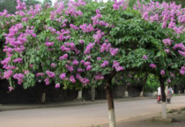 Kỹ thuật trồng cây Bằng Lăng