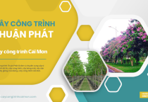 Đơn vị cung cấp cây ăn quả Bến Tre