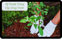 Một vài kỹ thuật trồng cây công trình