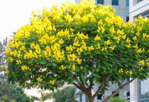 Hướng dẫn chăm sóc là trồng cây Lim xẹt