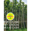 CÂY DẦU RÁY  