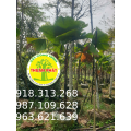 CÂY KÈ NHẬT