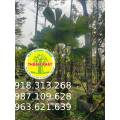 CÂY KÈ NHẬT