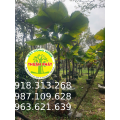 CÂY KÈ NHẬT
