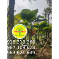 CÂY KÈ NHẬT