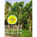 Xoài cát Hòa Lộc và Xoài Đài Loan