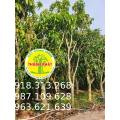 Xoài cát Hòa Lộc và Xoài Đài Loan