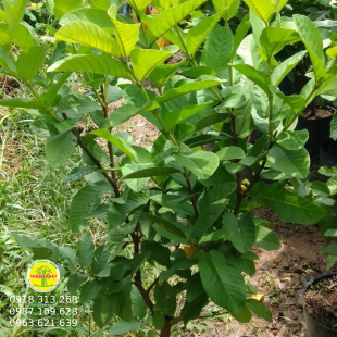 Ổi đủ chủng loại 