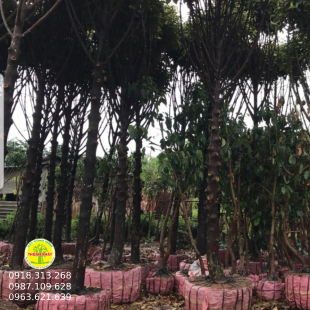 Cây măng cụt 
