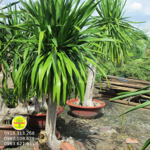 Phát Tài Núi
