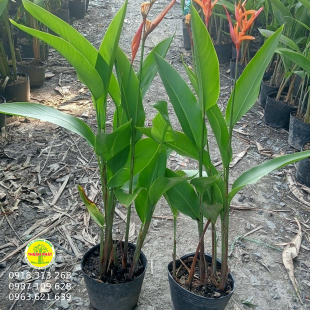 Chuối mỏ cet