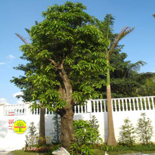 Cây lộc vừng
