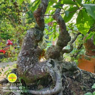 Lộc vừng Bonsai