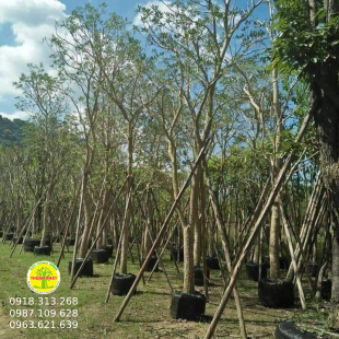 Chuông vàng 