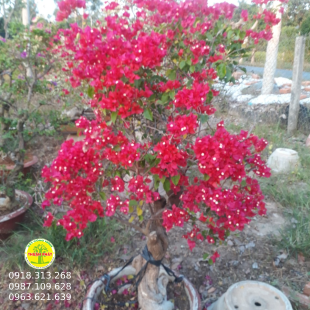 Hoa giấy đỏ