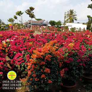 Hoa giấy nhiều màu