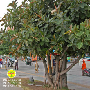 Đa Búp Đỏ