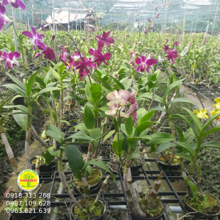 Lan Denro màu đủ loại
