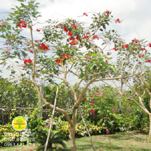 Osaca đỏ