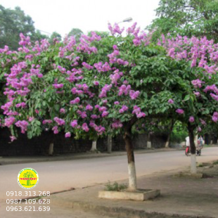  Móng Bò Tím