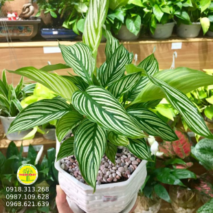 Cây đuôi công sọc xanh