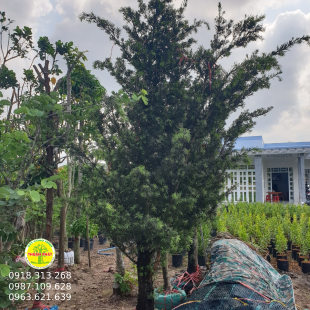 Vạn niên tùng