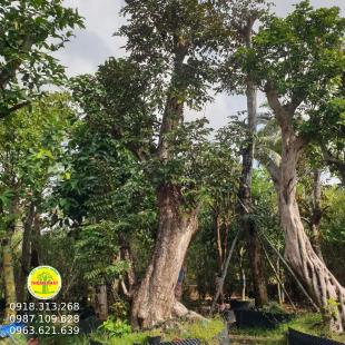 Cây Công Trình- Vú sữa lớn