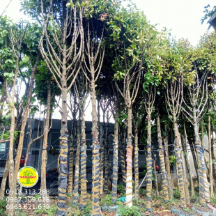 Cây măng cụt 
