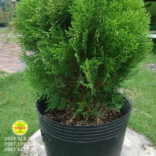Trắc bách diệp
