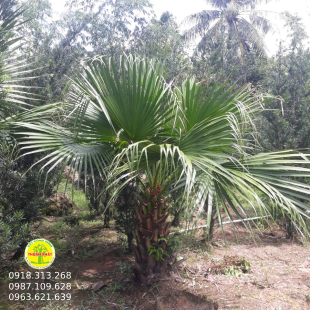 Cây cọ