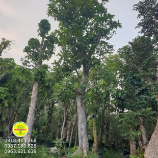 Mận Hồng Đào