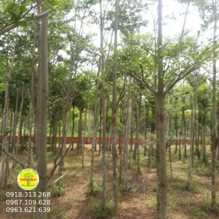 Bàng đài Loan