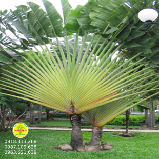 Chuối rẻ quạt