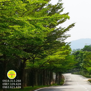 Bàng Đài Loan
