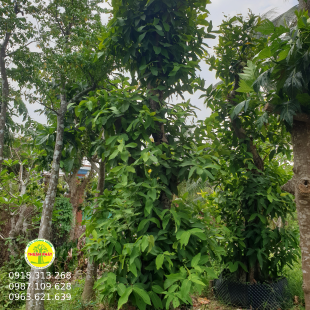 Mận An phước 