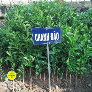 Chanh Đào