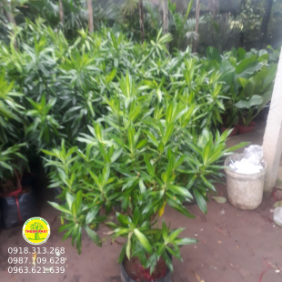 Trúc bách hợp