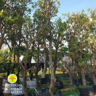 Cây SaPo Cần Thơ