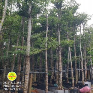 Bàng Đài Loan