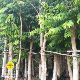 Bằng Lăng Tím