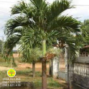 CAU TRẮNG 