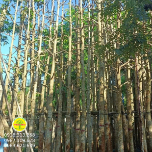 Cây Dầu Ráy