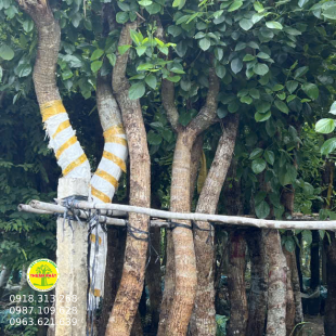Cây ô Sa K Đỏ