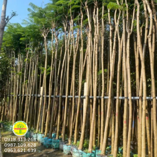Cây Phượng