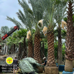 Chà Là Baher