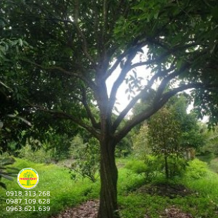 Dâu xanh gia Bảo