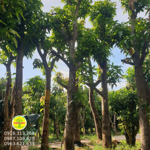 Xoài Cát Hoà Lộc