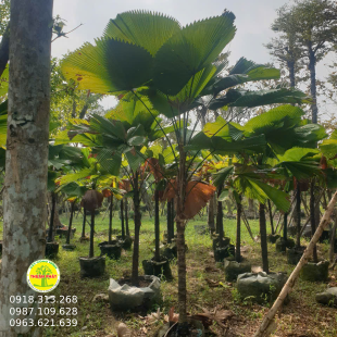 CÂY KÈ NHẬT