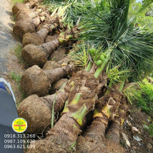 DỪA XIÊM