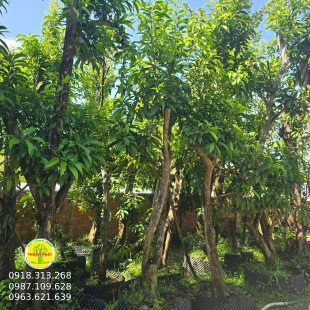 Lê Ky Ma -  Cây Trứng Gà  